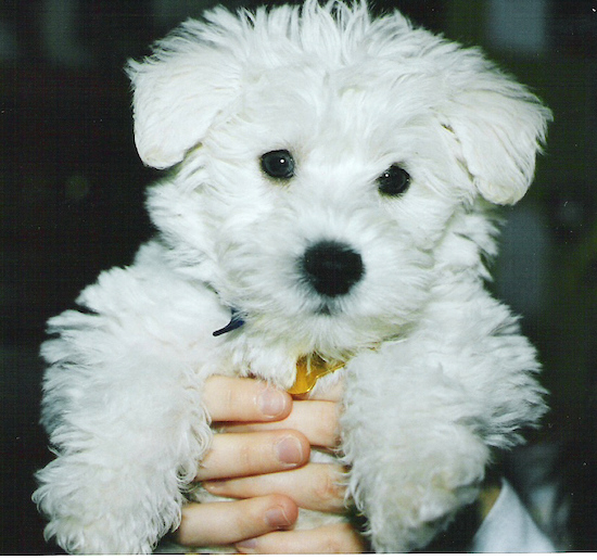 A fluffy little white puppy with a black nose and dark round eyes being held up in the air