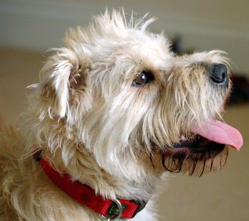 Side view of a tan, soft looking dog with long hairs on his had, small fold over v-shaped ears, gentle looking brown eyes, a black nose and a pink tongue wearing a red collar