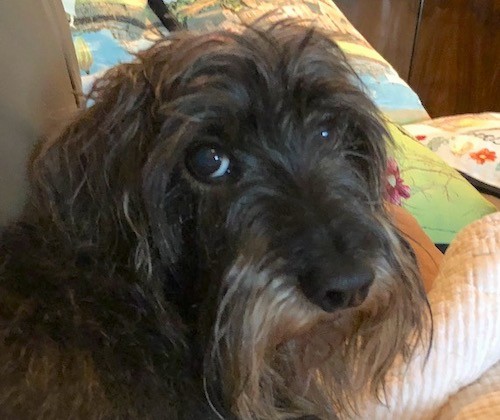 Close up head shot of a gray and black long haired little dog with a long muzzle, a black nose and dark eyes laying on a person's bed