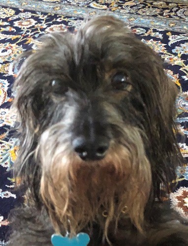 Close up head shot of a gray and black wirey looking dog with ears that hang to the sides with long hair hanging from them standing on a black oriental rug
