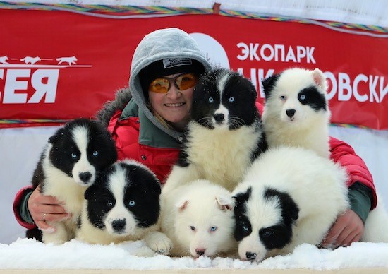 A litter of fluffy little black and white puppies with blue eyes outside in snow being hugged by a person dressed in a warm red winter coat with a red sign behind them.