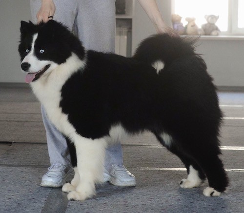 A black and white dog with a thick coat and ice blue eyes being shown by a person who is next to them.