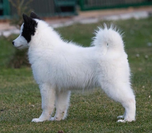 A white, fluffy dog with one black ear and a black spot on her face standing outside in grass