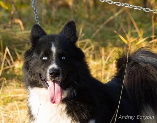 A thick-coated black dog with a white stripe down the front of his face, white around his muzzle and a white chest with ice blue eyes and a long pink tongue hanging out standing outside.