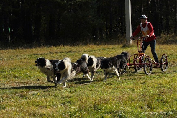 A pack of Yakutian Laika dogs pulling a person who is riding on a bike sled outside in grass