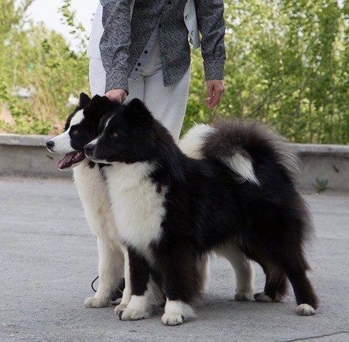 Two thick coated black and white dogs with tails that curl up over their backs standing outside next to a person.