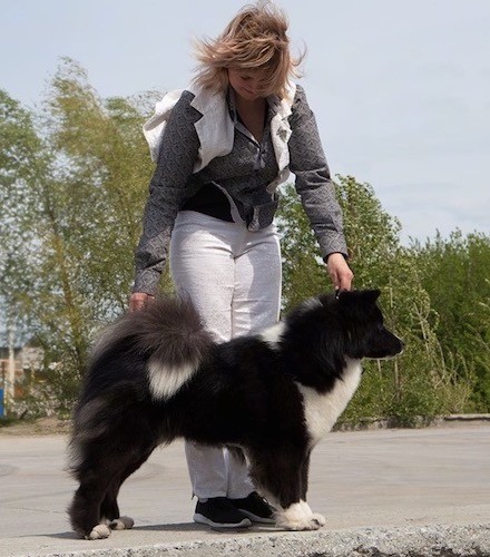 A lady posing a fluffy, thick coated, black and white dog in a stack pose outside.