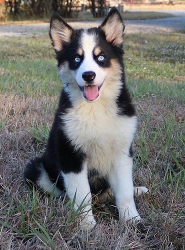 A little thick-coated, tricolor puppy with ice blue eyes sitting down outside in grass looking happy.