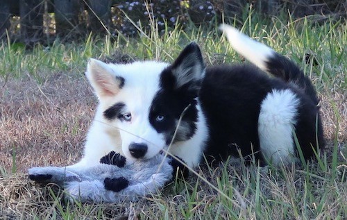 A little black and white puppy with one black ear,  one white ear and blue eyes laying down outside with a plush toy in the grass.