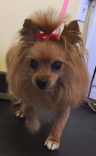 A small long haired brown dog with longer hair around her head, perk ears that stand up and a bow holding up her hair out of her eyes in a top knot and wide round dark eyes walking forward.
