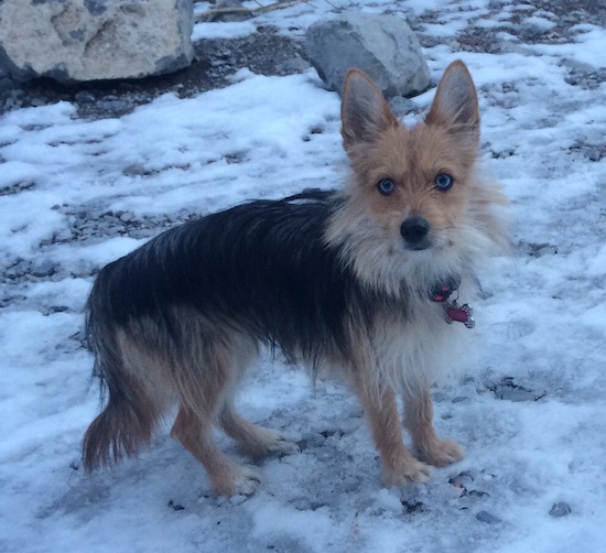 A black and tan small dog with large prick ears, bright blue eyes and a long coat standing in snow