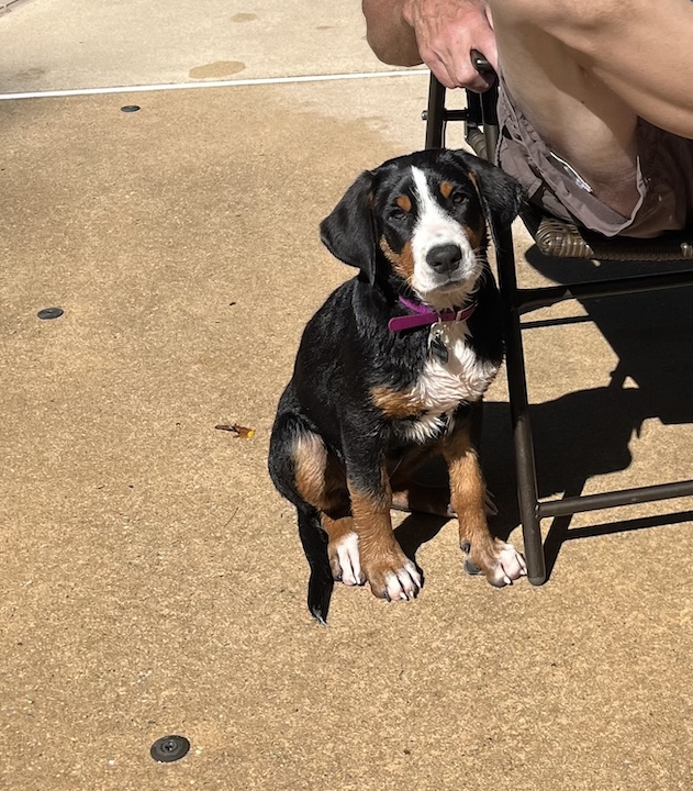 Briar, the greater swiss moutain dog puppy sitting nicely on pavement