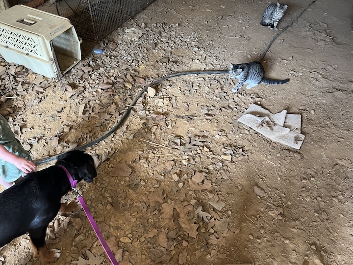 Briar, the greater swiss mountian dog puppy meeting cats