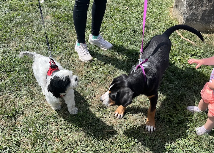 Briar, the greater swiss mountian dog puppy meeting Zippy, the Shih-Poo