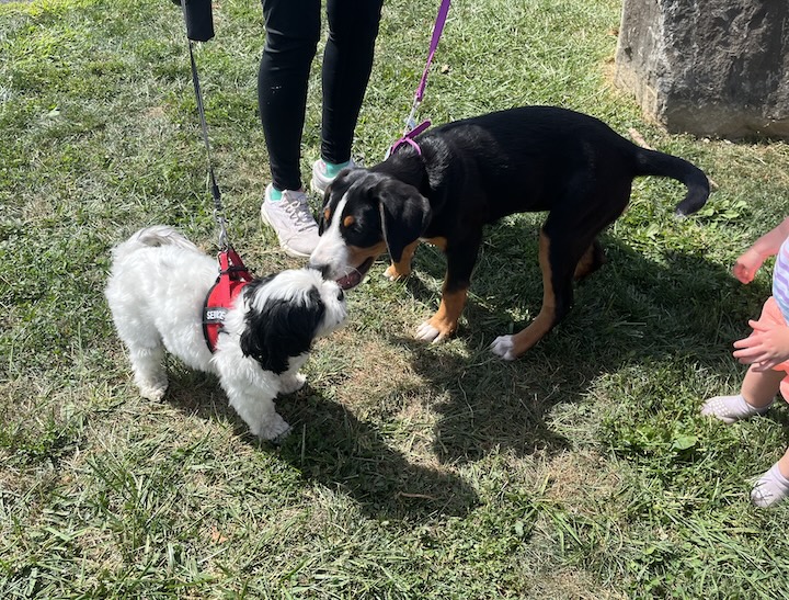 Brian, the greater swiss mountain dog puppy meeting and smelling Zippy, the Shih-Poo