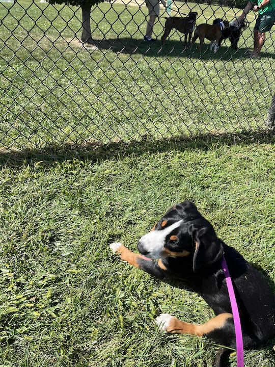 Briar, the greater swiss mountain dog puppy sitting near fence at dog park