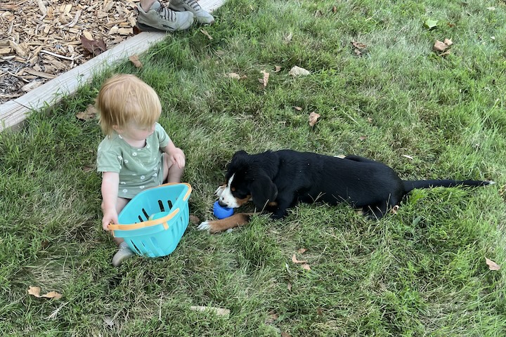 Briar, the greater swiss mountain dog puppy playing with toddler girl