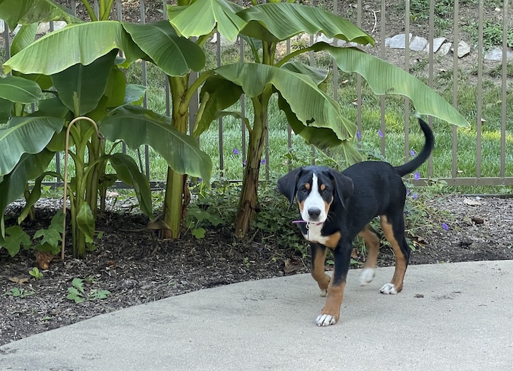 Briar the 13 week old greater swiss mountain dog puppy walking near nice plants