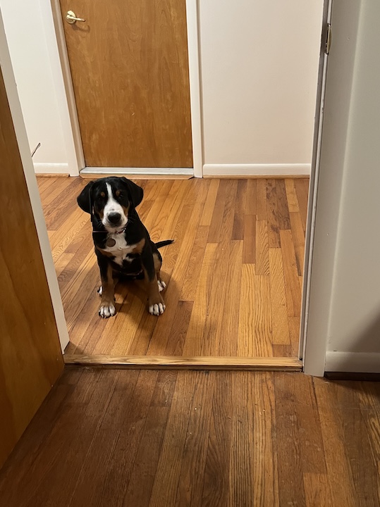 Briar the 13 week old greater swiss mountain dog puppy standing at door threshold