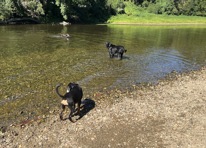 Briar, the greater swiss mountain dog in river with other dogs