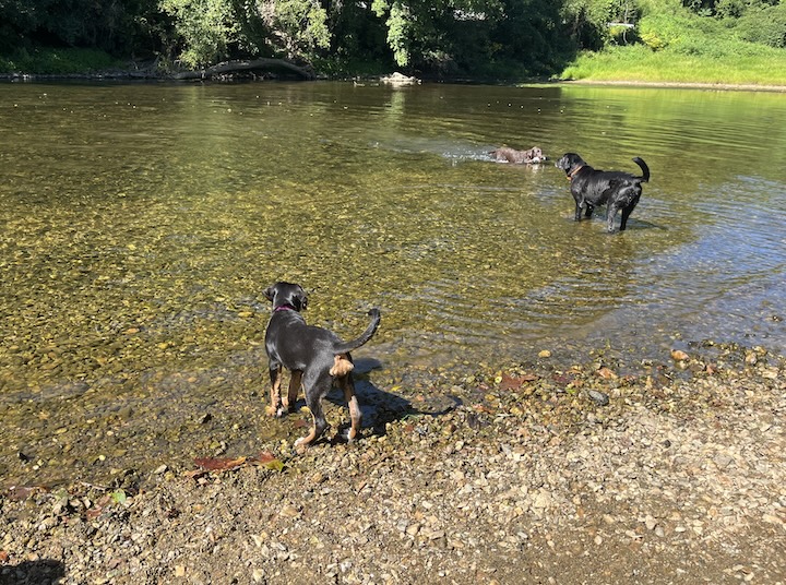 Briar, the greater swiss mountain dog puppy in water with other dogs