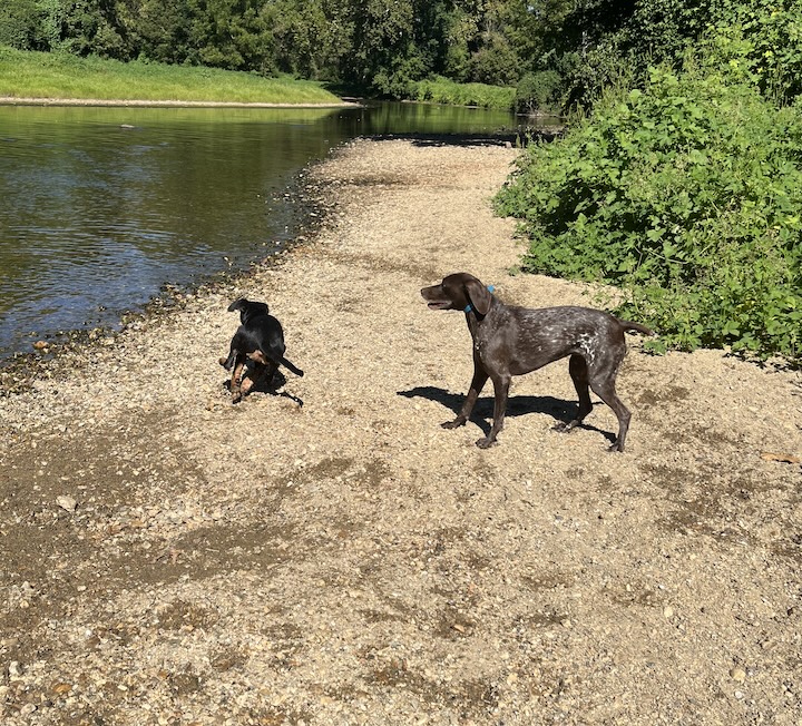 Briar, the greater swiss mountain dog puppy running around at river