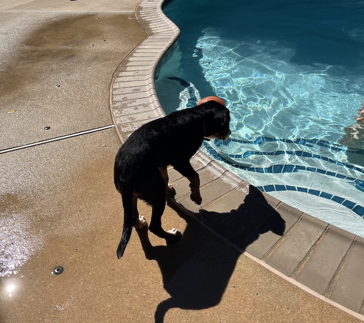 Briar, the greater swiss mountain dog puppy checking out the pool