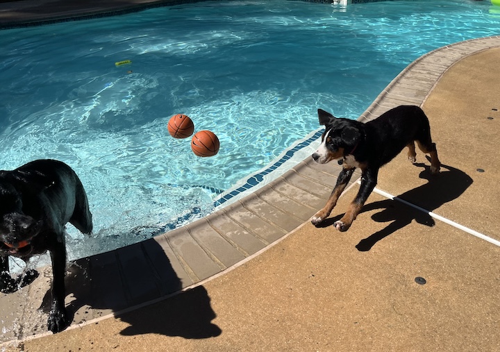 Briar, the greater swiss moutain dog puppy playing at side of pool