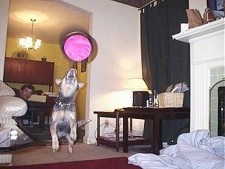 Darwin the Australian Blue Heeler is jumping in mid-air after a pink frisbee which is inches from his open mouth in a house