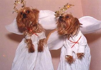 Two Yorkie dogs wearing Angel costumes