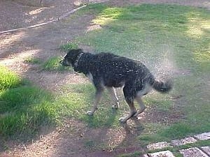 The back left side of a black with tan Shepherd mix that is shaking itself dry outside in grass. There is water flying through the air.