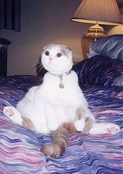 A Cat sitting on its butt on a couch with its legs out and its ears are down and it is looking to the right