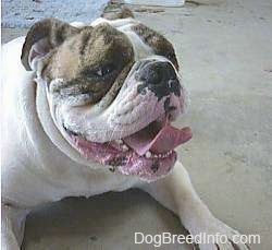 A white with brown bulldog is layign down and panting.