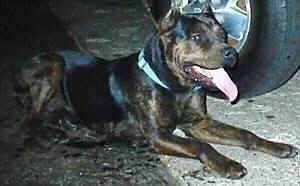 The front right side of a black with brown American Mastiff Panja that is laying next to a tire with its mouth open and its tongue out.