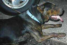 The back right side of a black with brown American Mastiff Panja that is laying on a stone driveway with its tongue out and mouth open.