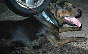 The back right side of a black with brown American Mastiff Panja that has its mouth open and tongue out. The Panja is laying next to a tire and it is looking to the right.