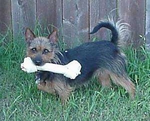 Australian Terrier Dog Breed Pictures 1