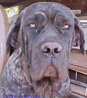 Close Up - A dark colored brown brindle Australian Bandog is sitting in a car, in front of a lot of wooden pallets with the words 'Fatty 9 months' overlayed at the bottom of the image.