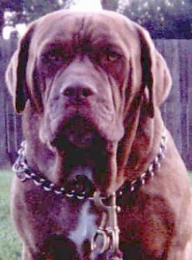 Close Up - A brown Australian Bandog is wearing a choke chain collar with a large leash clip. There is a wooden fence behind and it is looking forward.