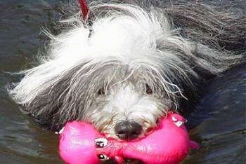 Nellie Rose the Bearded Collie has a hot pink hippo toy in her mouth has she swims in water