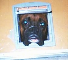 A fawn wiht black Boxer is poking its head through the light blue window of a beige dollhouse.