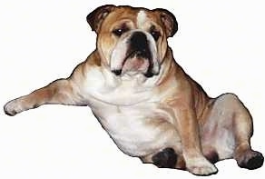 Arie the English Bulldog sitting on her butt with one paw stretched out like a human on a photoshopped white background