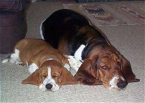 Front view - Two dogs laying down on the floor - A brown and white Basset Hound puppy is sleeping on a floor next to an adult black, brown and white Basset Hound.