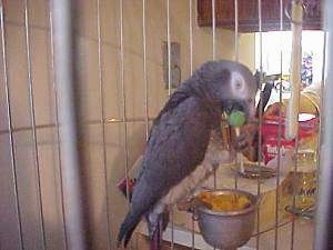 An African Grey Parrot is standing on a food dish attached to the cage. It has a grape in its mouth.