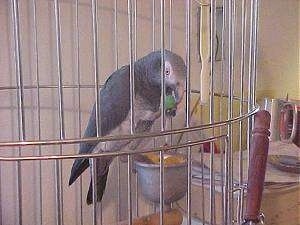 An African Grey Parrot is standing on a food dish inside of a cage and there is a grape in its mouth