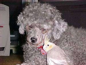 A curly haired grey Poodle dog is laying next to a Cinnamon pied Cockatiel bird on the floor.