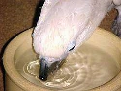 Close up - A white Cockatiel bird is drinking water out of a small tan bowl.
