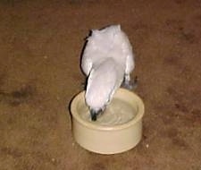 A white Cockatiel bird is drinking water out of a small tan bowl on a tan carpet.