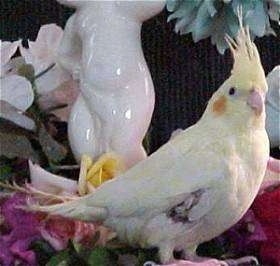 A white with yellow and orange Cockatiel is standing on a table in front of a nic nac statue looking forward. Its hair is standing up.