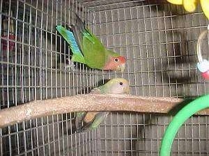 Two Lovebirds are hanging on the side of a cage with bird toys around them.